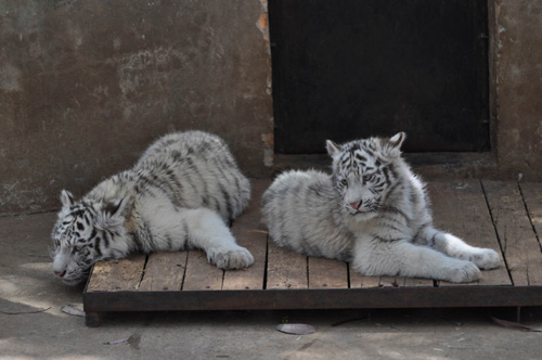 云南：3幸運家庭認養(yǎng)白虎寶寶（圖）