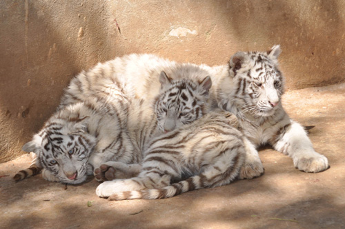 云南：3幸運家庭認養(yǎng)白虎寶寶（圖）