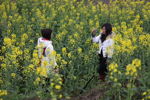 長(zhǎng)寧春來(lái)早 菜花開游客笑