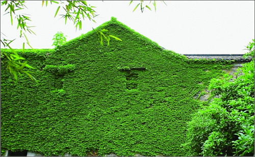 尋找1000面“裸墻”