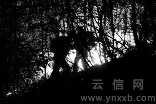 峨山縣山火危及玉溪紅塔區　火勢已得到控制