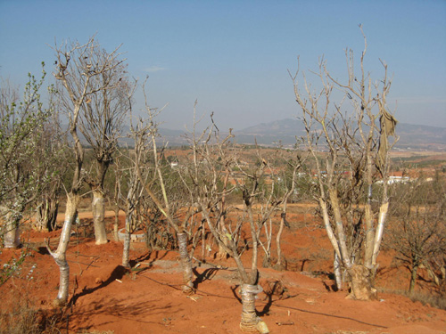 云南花卉受旱災(zāi) 經(jīng)濟(jì)損失8．54億元（圖）