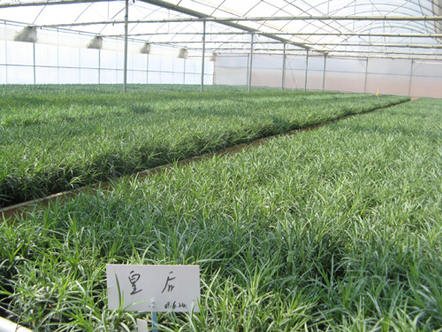 云南花卉受旱災(zāi) 經(jīng)濟(jì)損失8．54億元（圖）