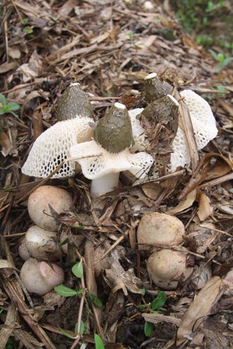 尼克松訪華時(shí)吃長寧竹蓀的秘密（圖）