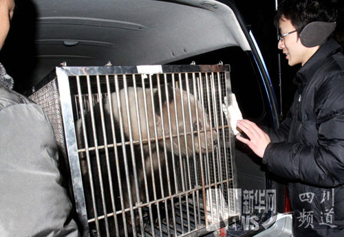 大熊貓“蘇蘇”返回成都老家