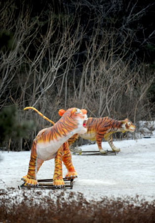 沈陽(yáng)野生動(dòng)物園11只東北虎營(yíng)養(yǎng)不良死亡(圖)