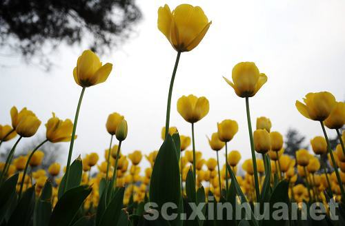 石象湖景區(qū)郁金香盛開