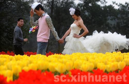 石象湖景區(qū)郁金香盛開