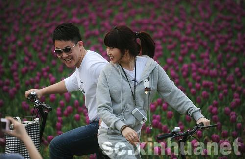 石象湖景區(qū)郁金香盛開