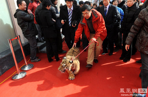 沈陽一樓盤開盤邀請一只7歲東北虎
