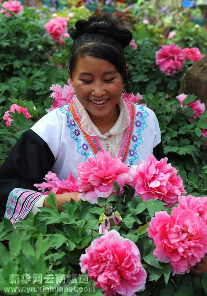 春日獅山牡丹紅