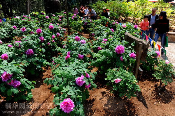 春日獅山牡丹紅