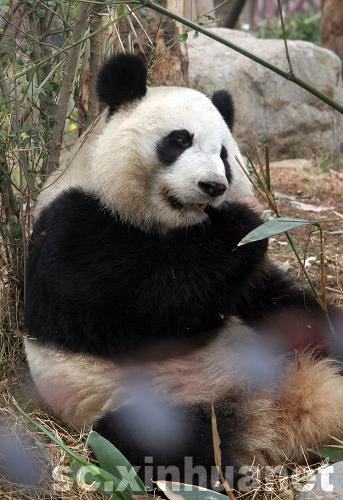 大熊貓“美蘭”回國后首次與公眾見面