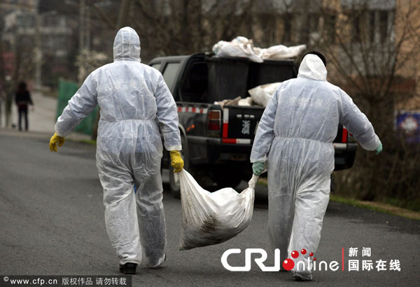 杭州錢塘江打撈出550頭死豬尸體