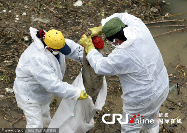 杭州錢塘江打撈出550頭死豬尸體