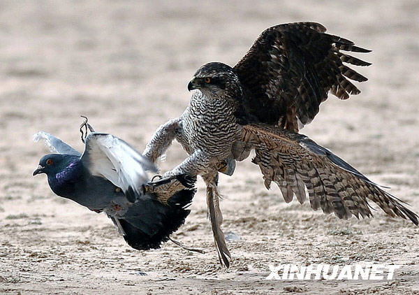 新疆“獵鷹之鄉”上演“空地大戰”