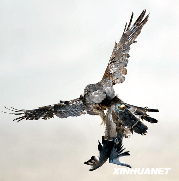 新疆“獵鷹之鄉”上演“空地大戰”