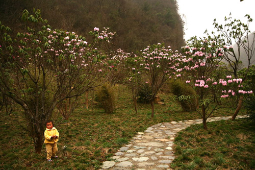 氣溫偏暖 神農(nóng)架高山杜鵑提前綻放（圖）