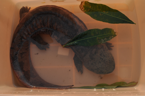 “燙手山芋”娃娃魚落戶云南野生動物園（圖）