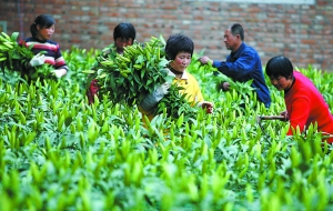 云南產(chǎn)地受災(zāi)推高京產(chǎn)鮮花行情(圖)