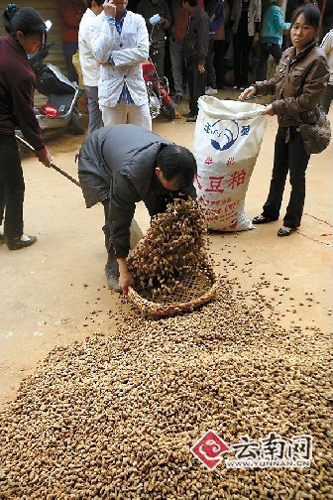 干旱致種植成本翻10倍　文山三七一周一個價
