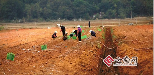 干旱致種植成本翻10倍　文山三七一周一個價