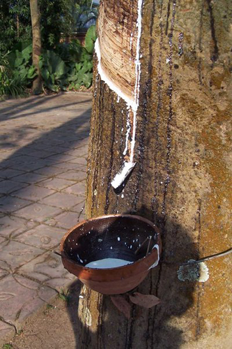 大旱襲來云南橡膠減產 下游產品價格略有上漲