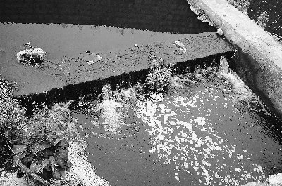 貴陽(yáng)松溪河遭嚴(yán)重污染每天死魚(yú)數(shù)百斤(組圖)