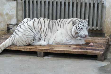 哈爾濱北方森林動物園園長回應動物生存狀況問題