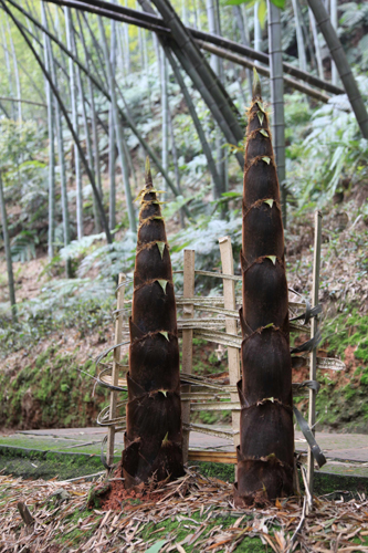 清明小長假四川長寧近2萬名游客與春筍一起過節