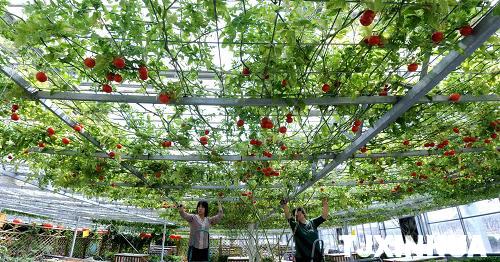 天津推廣新型物理農業技術