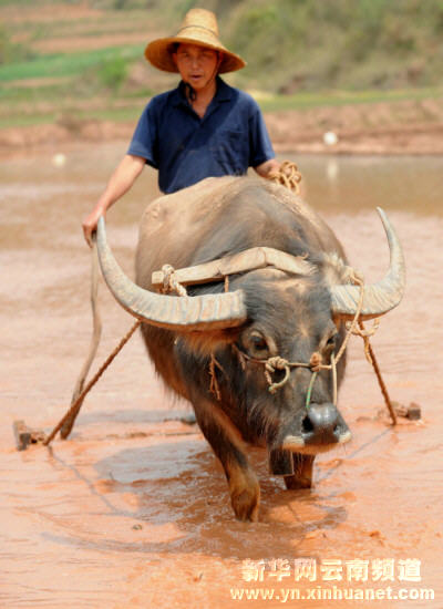 云南各地全力抗旱保春耕
