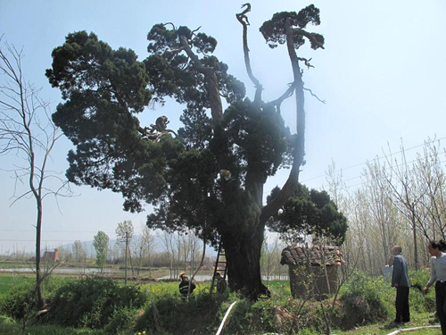 河南桐柏500歲古樹腹中起火 古樹生命幸免