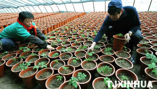 天津：盆栽西洋參技術獲得成功