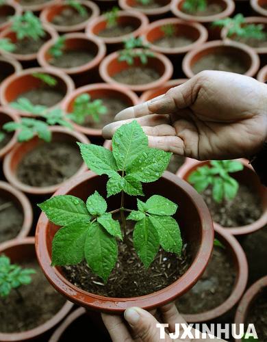 天津：盆栽西洋參技術(shù)獲得成功