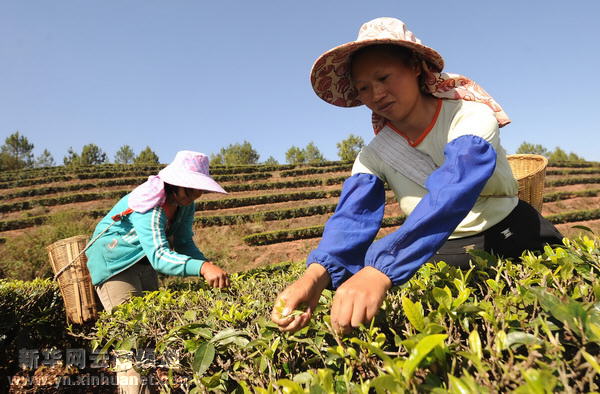 哈尼族群眾抗旱自救采茶忙