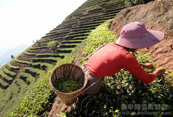 哈尼族群眾抗旱自救采茶忙