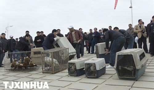 天津放飛珍稀候鳥