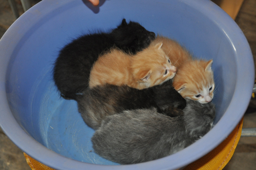 5只可愛的小貓咪 您愿意收養嗎？