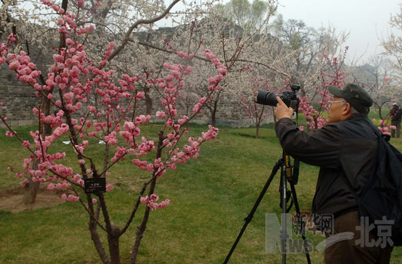 明城墻下賞梅花