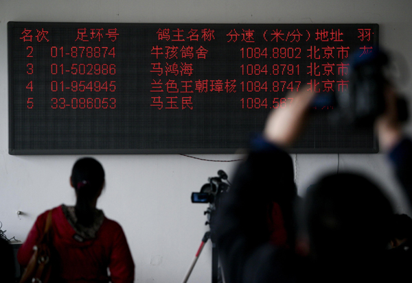 北京賽鴿勇奪鴿王大賽桂冠