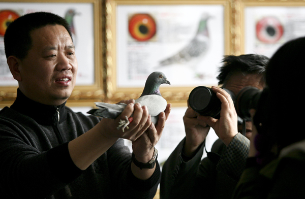 北京賽鴿勇奪鴿王大賽桂冠