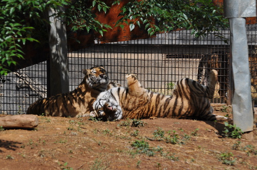 母虎“寧寧”預計8月產虎仔