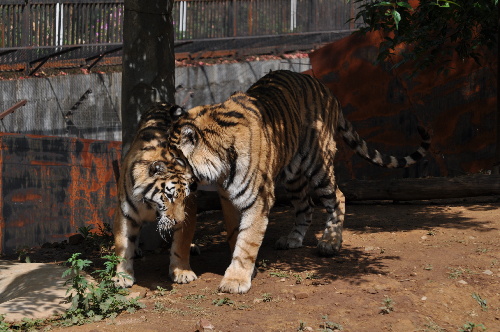 母虎“寧寧”預計8月產虎仔