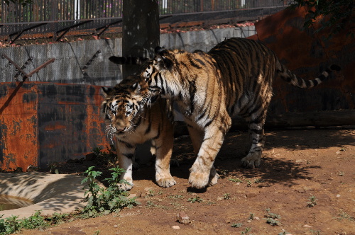 母虎“寧寧”預計8月產虎仔