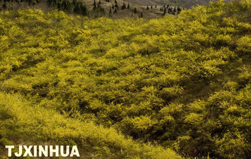 天津薊縣發現千畝連翹園
