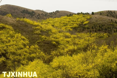 天津薊縣發現千畝連翹園