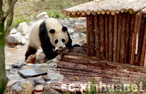 來自碧峰峽的國寶大熊貓安徽黃山初亮相