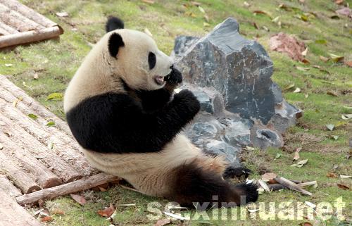 來自碧峰峽的國寶大熊貓安徽黃山初亮相