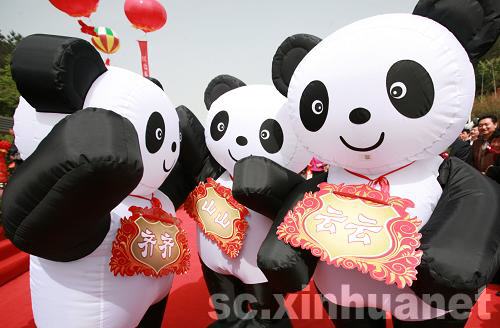 來自碧峰峽的國寶大熊貓安徽黃山初亮相